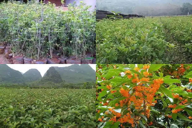 四季桂花怕冻吗?1683940499528