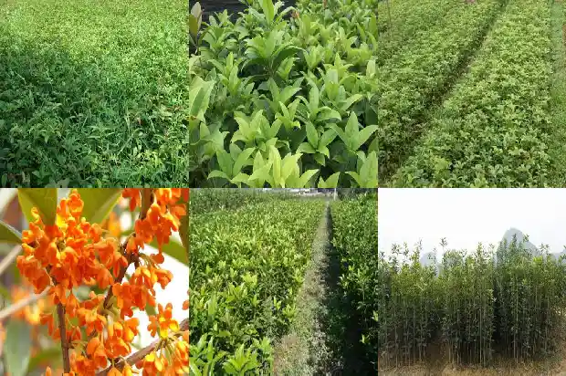 桂花树长得又细又高怎么办1683940511427