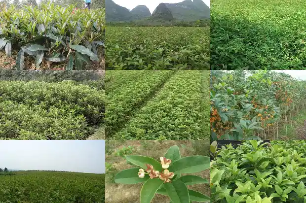 怎样使桂花树长的粗壮1683940535081