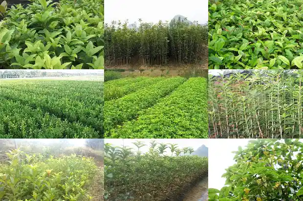 怎样使桂花树长的粗壮1683940535129