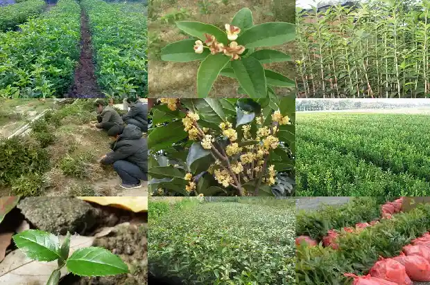 怎样使桂花树长的粗壮1683940535176