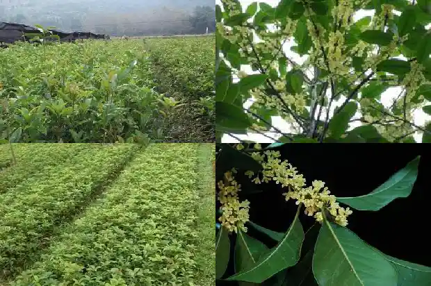 桂花树干粗细多少1683940544938