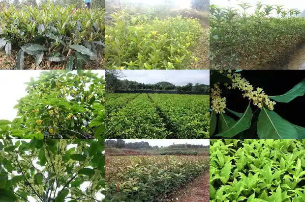 桂花树干粗细多少1683940545033