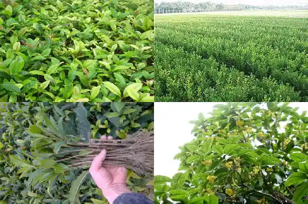 桂花树为什么长不高1683940566902