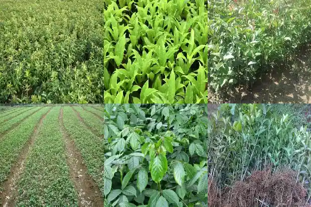 桂花树苗长什么样子1683940574582