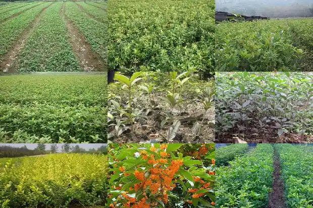 桂花可以长成桂花树吗1683940586450