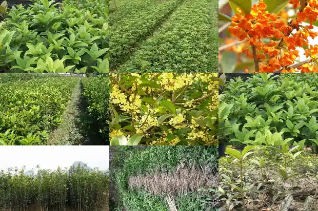 桂花可以长成桂花树吗1683940586497