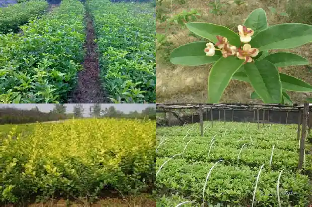 桂花可以长成桂花树吗1683940586542