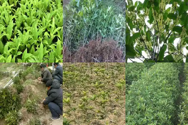 桂花多少钱一盒烟1683940606387