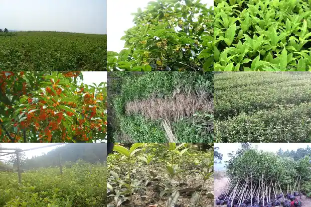 新鲜桂花价格多少一斤1683940616285