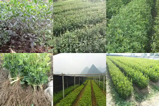 新鲜桂花价格多少一斤1683940616333