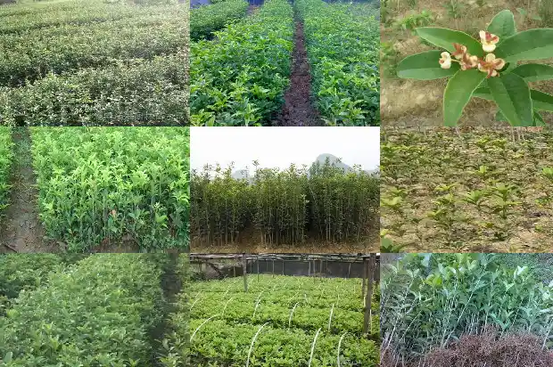新鲜桂花价格多少一斤1683940616381