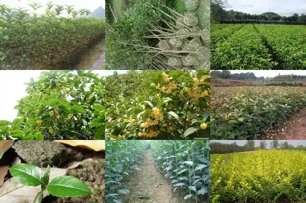 桂花花瓶造型价格表1683940625816