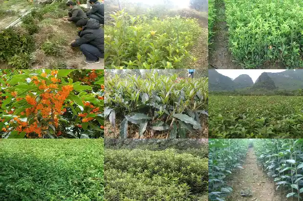 桂花花瓶造型价格表1683940625864