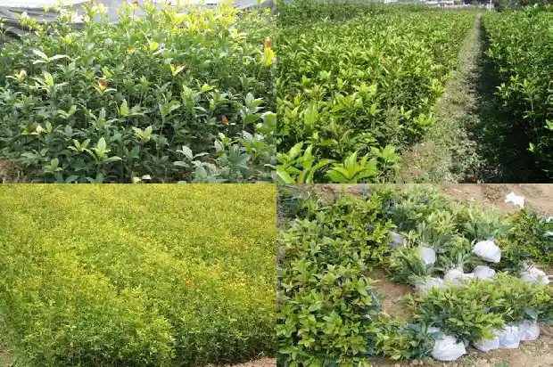 桂花的药用价值和功效与作用及禁忌1689313423983