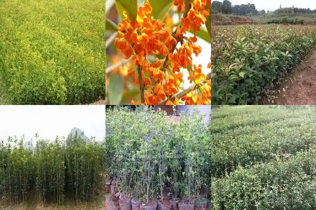 散装桂花酒多少钱一斤1683940667281