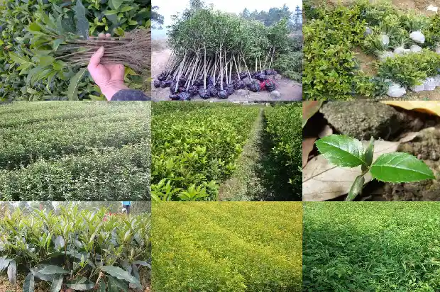 散装桂花酒多少钱一斤1683940667377