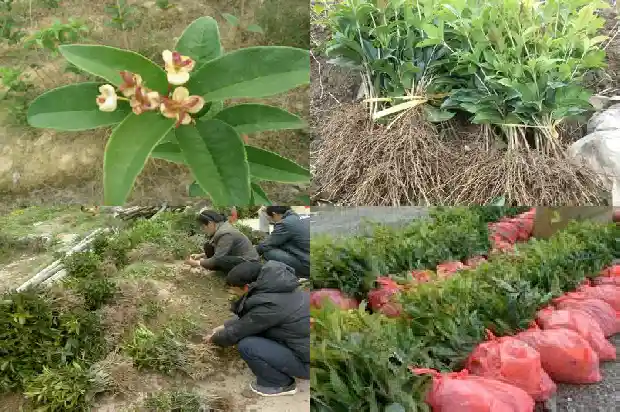 桂花花瓣价格表1683940675072