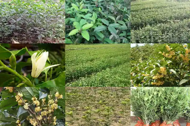 桂花花瓣价格表1683940675120