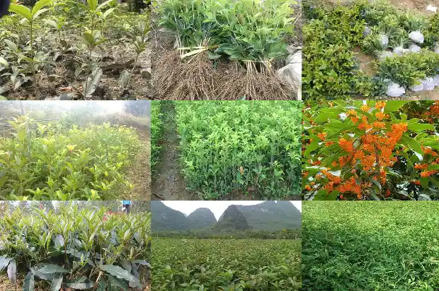 状元红桂花花期多久1690158367301