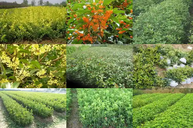 桂花茶的功效与作用及饮用方法禁忌症1689381230895