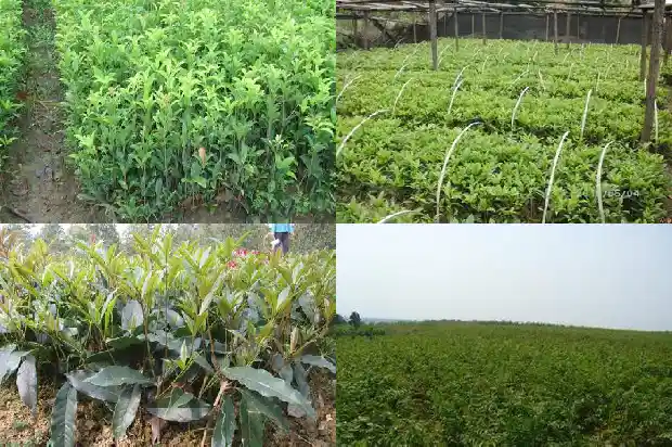 桂花树有野生的吗有毒吗能吃吗1683940706869