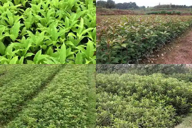 桂花树一定会开花吗1683940714368