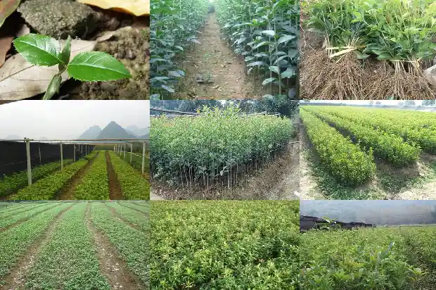 桂花树一定会开花吗1683940714416