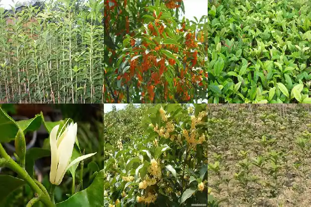 山上有桂花树吗为什么1683940721990