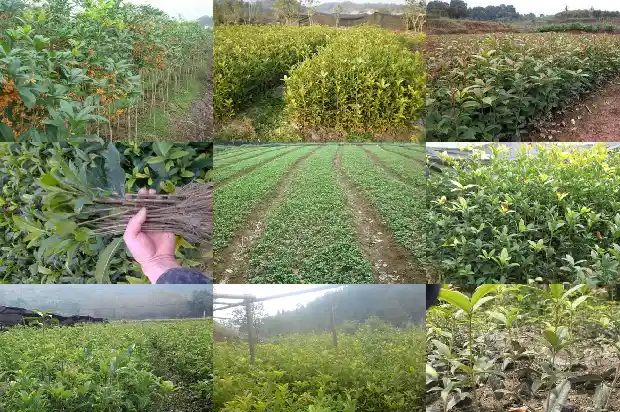 山上有桂花树吗为什么1683940722038