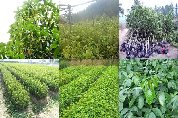 路边的桂花树1683940733924