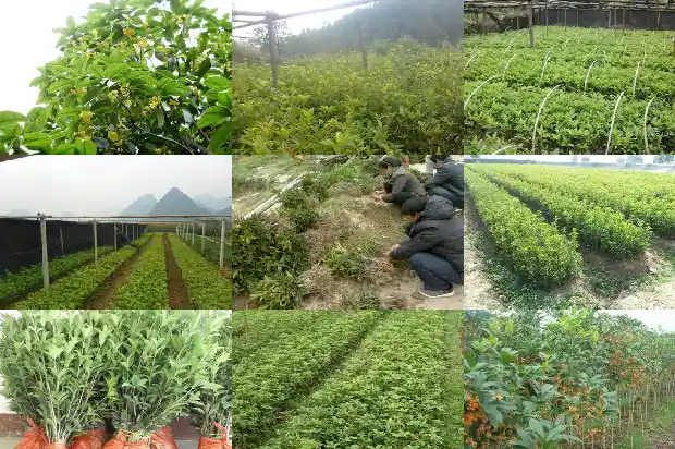 树上的桂花1683940745623