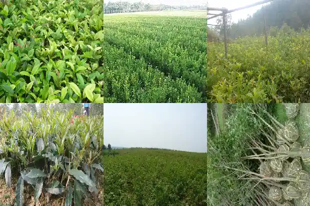 树上的桂花1683940745671
