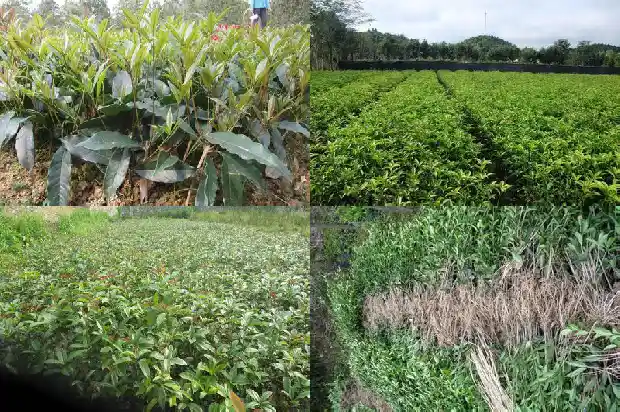 桂花树是珍稀植物吗为什么没有叶子1683940757894