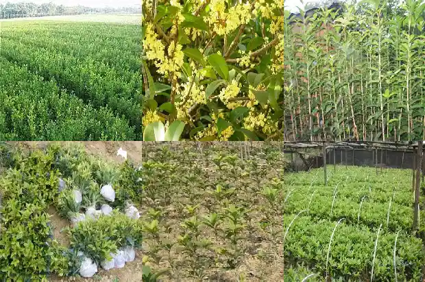 桂花树长成需要几年才能开花1690158538228