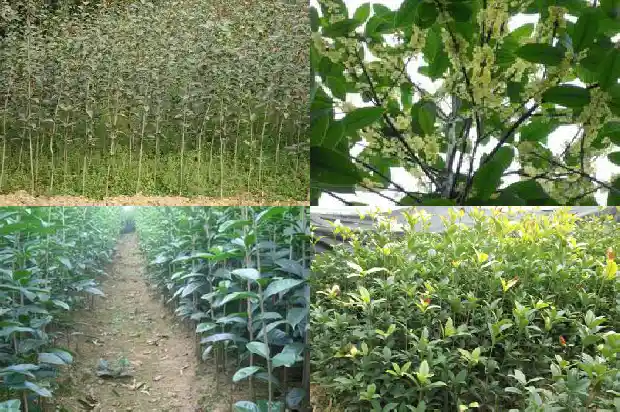桂花树现在的价格是多少钱一棵呀1690158231445