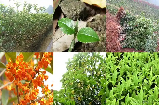 桂花树是珍稀植物吗为什么不长叶子1683940769868
