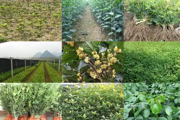 桂花树是珍稀植物吗为什么不长叶子1683940769916