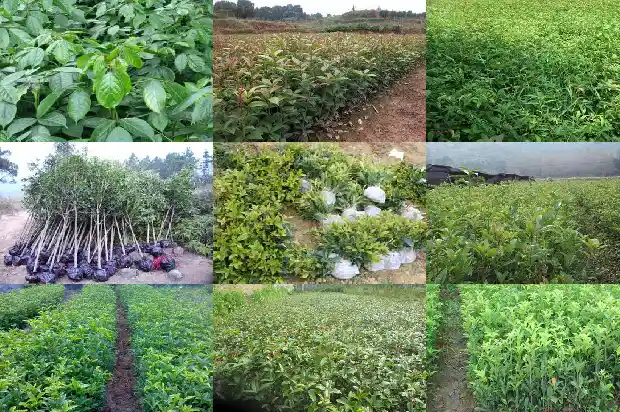 桂花树是珍稀植物吗为什么不长叶子1683940769964