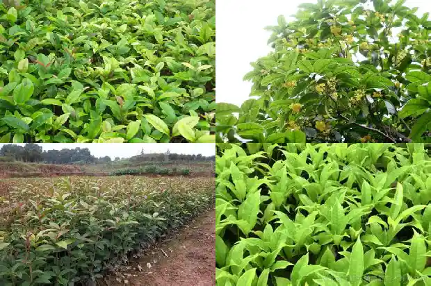 桂花树的百科1683940777729