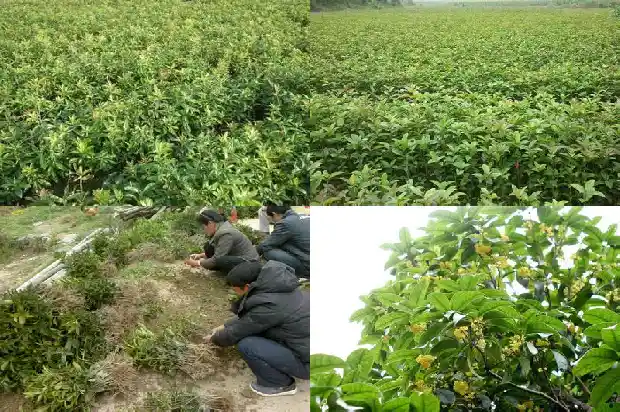 桂花树的百科1683940777776
