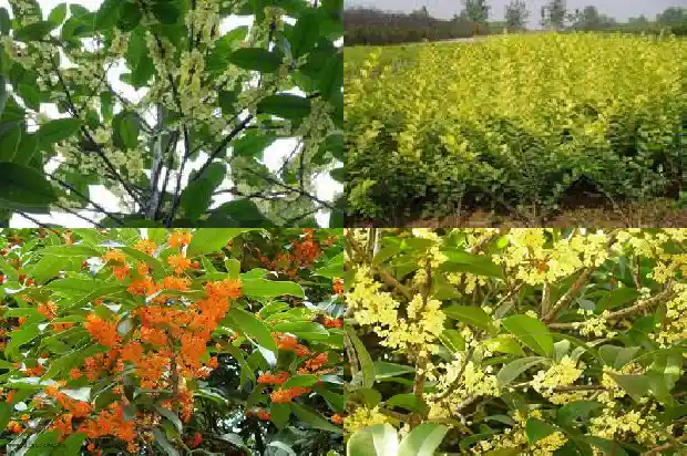 桂花树多少种品的颜色1683940785438