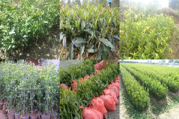 桂花树属于草本植物吗1683940795330