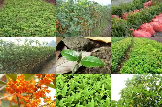 桂花树属于草本植物吗1683940795376