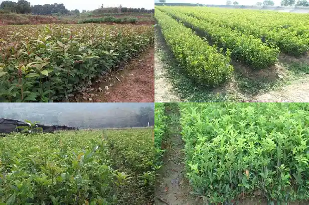 桂花树是草本植物吗还是木本1683940805481