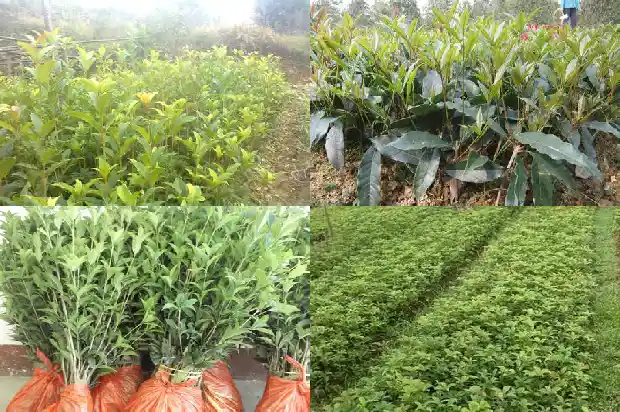 桂花树是草本植物吗还是木本1683940805529