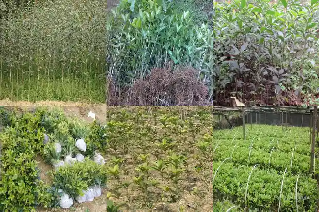 桂花树是木本植物1683940812898