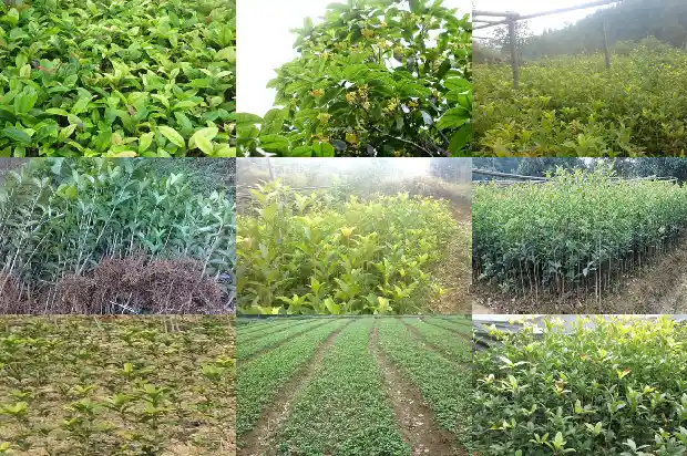 桂花树是木本植物1683940812946