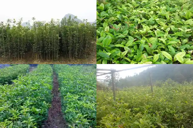 桂花树是陆生植物吗为什么1683940820652