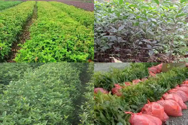 桂花树是陆生植物吗为什么1683940820699